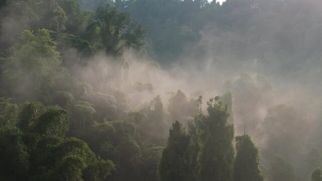 Rainforest morning mist above lush vegetation, ideal for climate, sustainability, and environmental awareness.