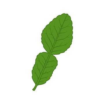 Fresh green kaffir lime leaf isolated on white background