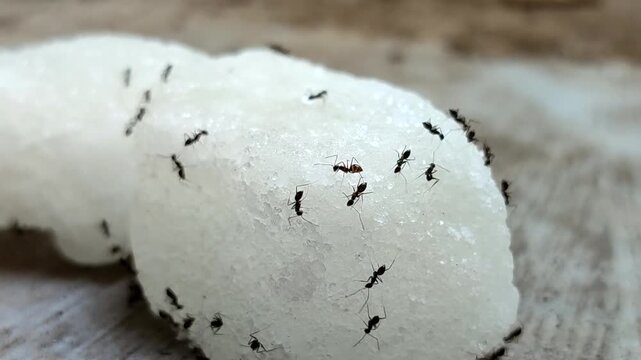Black ants swarm and eat chunks of white rock sugar	
