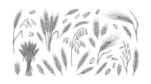 Vintage hand drawn cereal grains vector set, botanical wheat and barley sketches, rustic oat and rye ear illustrations for organic bakery packaging