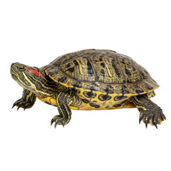 Obraz premium Red eared slider turtle png high resolution isolated image for graphic design and digital art