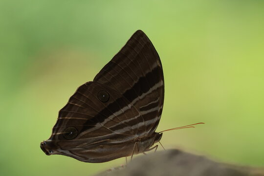 Amathusia phidippus (Common Palmking) ,this  butterfly is often found in coconuts plantation.
Pang Sida National Park in Sa Kaeo Province, Thailand.