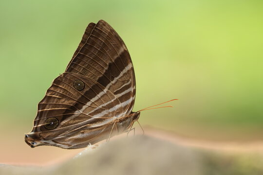 Amathusia phidippus (Common Palmking) ,this  butterfly is often found in coconuts plantation.
Pang Sida National Park in Sa Kaeo Province, Thailand.