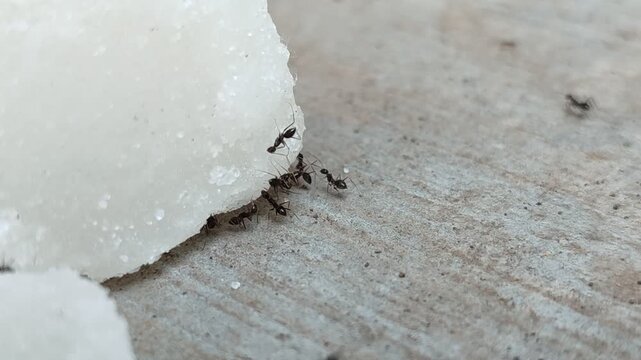 Black ants swarm and eat chunks of white rock sugar