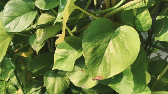 Close up of Epipremnum aureum leaves showcasing lush green texture, natural patterns, and detailed tropical foliage in a garden setting.