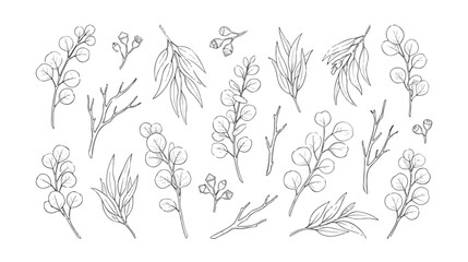 Hand drawn eucalyptus leaves and branches vector set, botanical line art foliage collection, minimalist floral sketch elements for wedding invitations © HayeGareebi