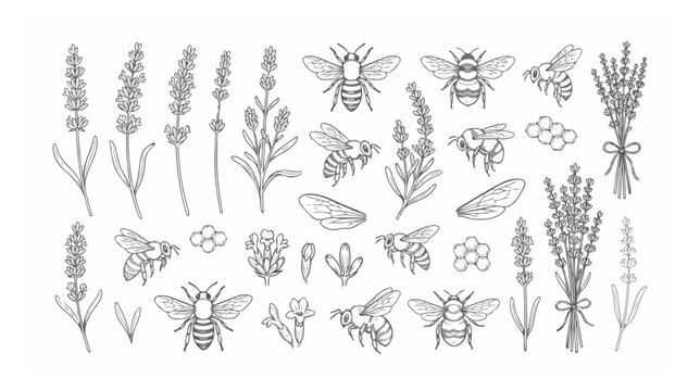 Vintage botanical honey bee and lavender vector set, hand drawn line art honeybee illustrations, floral garden elements for organic branding