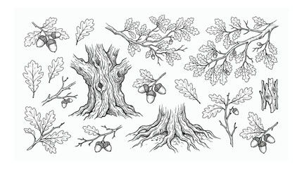 Vintage oak tree botanical illustrations, hand drawn acorn and leaf sketches, rustic forest wood elements for nature branding and packaging design © HayeGareebi