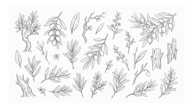 Vintage olive branch sketches, hand drawn botanical olive tree elements, rustic black and white floral vector set for organic oil packaging