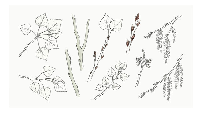 Vintage botanical sketches of aspen tree branches, hand drawn poplar leaf illustrations, spring catkins and buds vector set for nature branding