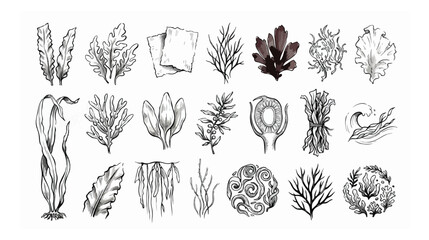 Vintage seaweed and algae vector illustrations, hand drawn kelp and marine plant collection, black ink botanical sea life sketches © HayeGareebi