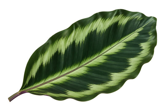 Calathea Zebrina Leaf Tropical Plant Foliage Isolated.