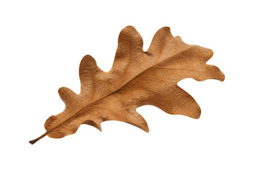 Fototapeta premium Dry brown oak leaf isolated on white background.