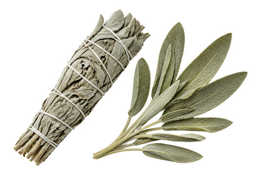 Dried white sage smudge stick and fresh sage leaves on white background.