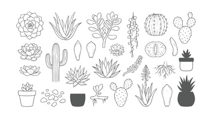 Minimalist succulent line art collection, hand drawn cactus vector icons, botanical desert plant illustrations for coloring and logo design © HayeGareebi