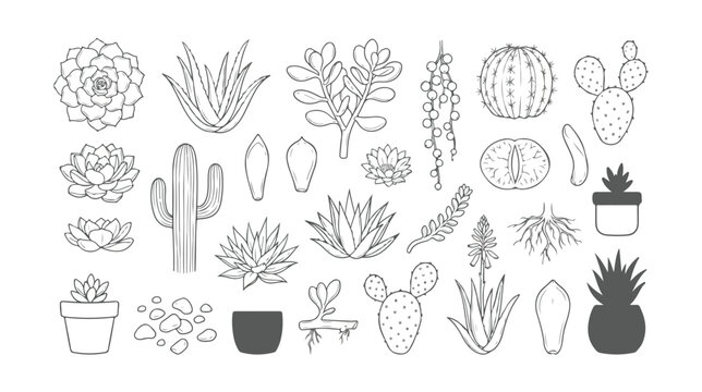 Minimalist succulent line art collection, hand drawn cactus vector icons, botanical desert plant illustrations for coloring and logo design
