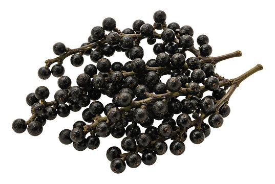Fresh black bignay berries on small branches isolated on white background.