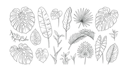 Hand drawn tropical leaves vector set, minimalist botanical line art illustrations, exotic monstera and palm leaf sketches for wedding branding © HayeGareebi