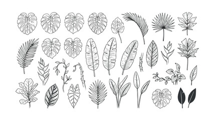 Tropical leaf line art collection, hand drawn botanical monstera and palm foliage vector set, minimalist black and white exotic plant illustrations © HayeGareebi