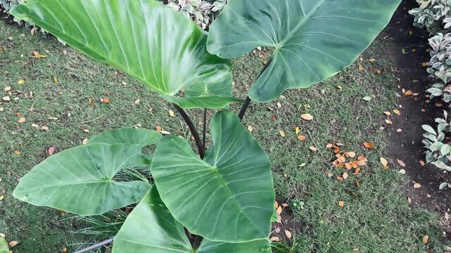 Colocasia esculenta plant growing in a garden, lush tropical foliage with large green leaves, natural botanical photography in outdoor setting.