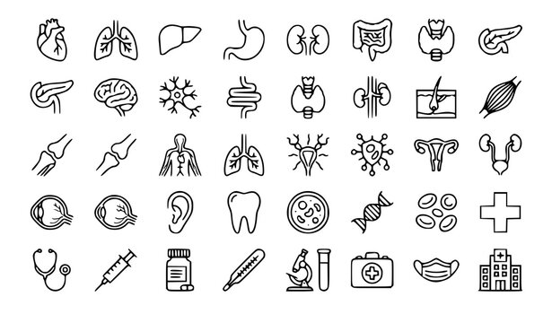 Medical Human Organ Anatomy Outline Icons Collection Healthcare and Medicine Vector Set