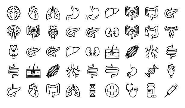 Medical Human Organ Anatomy Outline Icons Set with Heart Liver Lung and Intestine Vector