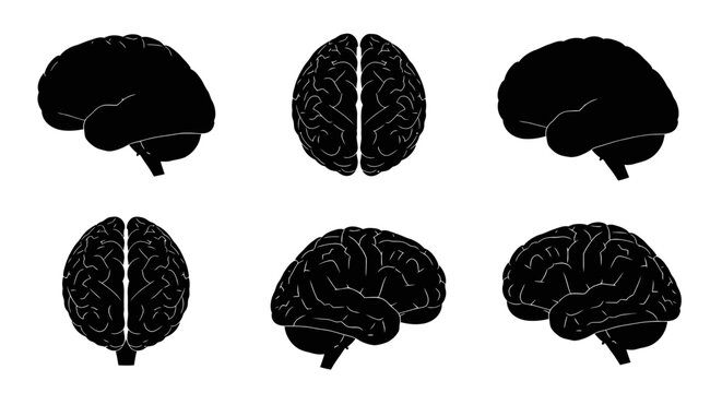 Human brain anatomy icons from multiple perspectives.