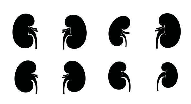 Human kidney silhouettes for renal health medical diagrams.