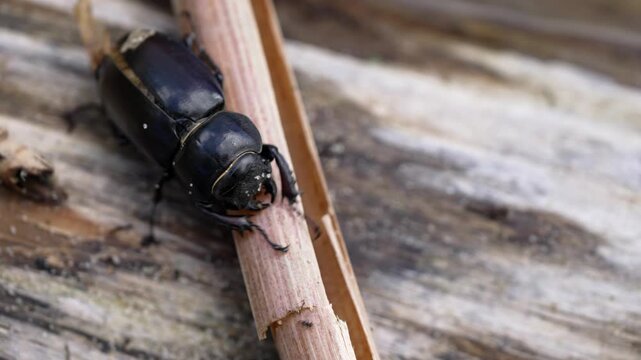 Observe a striking black beetle embarking on a meticulous journey along a slender branch. This creature's careful movement unfolds amidst rustic wood, bathed in gentle daytime light.