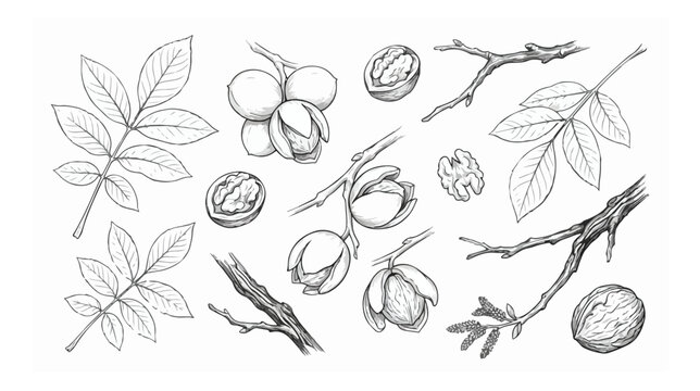 Vintage walnut botanical sketch set, hand drawn walnut tree branches and leaves, organic nut harvest vector illustrations for food packaging