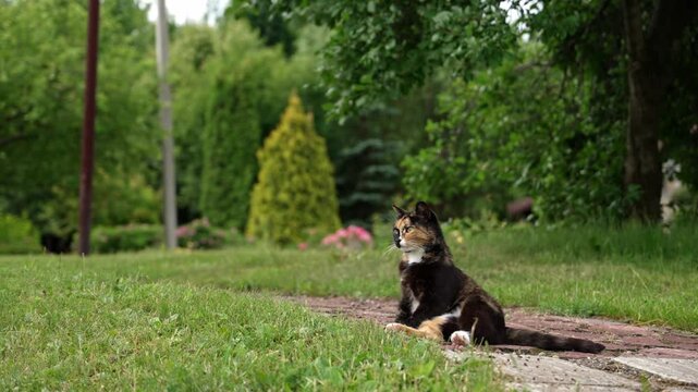 Beautiful calico cat sitting on a garden path and curiously looking around on a sunny summer day, enjoying the warm weather and observing the lush green backyard environment in slow motion