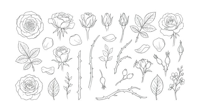 Vintage rose line art collection, hand drawn botanical floral sketches, 25 vector elements with rosebuds and leaves for wedding invitations