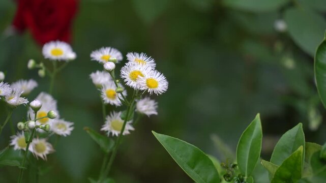 White Wildflowers Blooming in Green Garden with Blurred Red Flower
