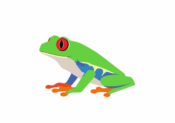 Fototapeta premium Colorful Red-eyed Tree Frog on a Green Leaf