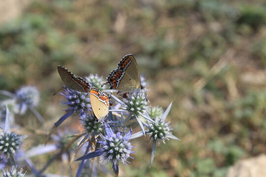 Sapphire butterfly (Heliophorus sena) extracting nector from Watling Street thistle, field eryngo or sea holly