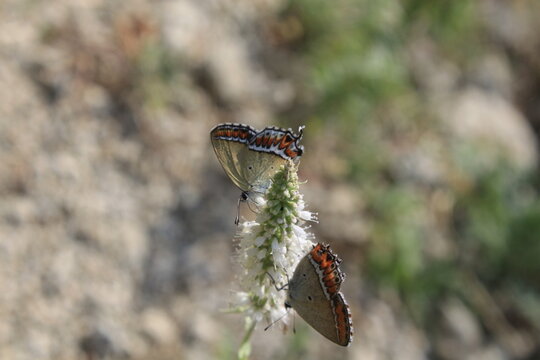 Sapphire butterfly (Heliophorus sena) extracting nector Mentha longifolia or horse mint