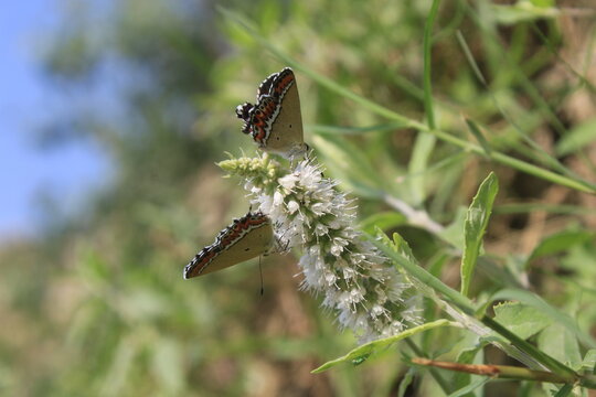 Sapphire butterfly (Heliophorus sena) extracting nector Mentha longifolia or horse mint