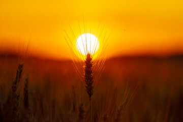 Fototapeta premium Wheat ear reaches sky. Wheat silhouette faces sunset. Warm wheat fills landscape. Backlit wheat glows softly.