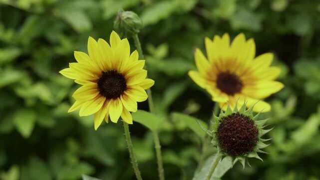 Yellow sunflowers and seed head blooming in Shanghai urban park (4k25p)