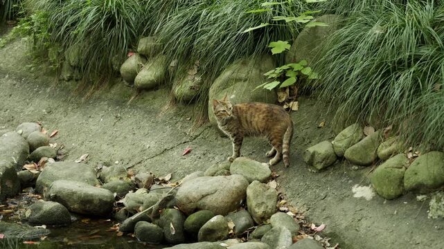 Tortoiseshell cat going to fetch some water to drink (4k25p)