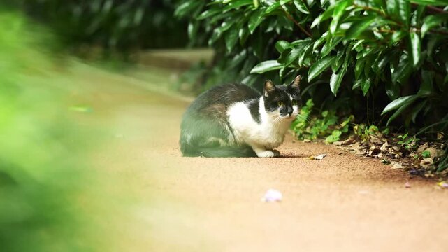 Black and white cat resting on path in Shanghai Yanzhong urban park (4K25p)