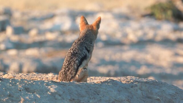a rear view of a black-backed jackal sitting at ombika waterhole of etosha national park in namibia