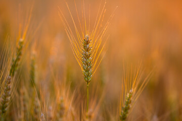 Fototapeta premium Wheat ear meets sunset. Wheat stem stays backlit. Golden wheat forms silhouette. Summer wheat fills field.