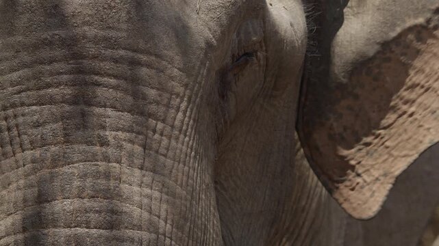 Close up shot of an Asian elephant face showing rough skin texture wrinkles and eye detail.