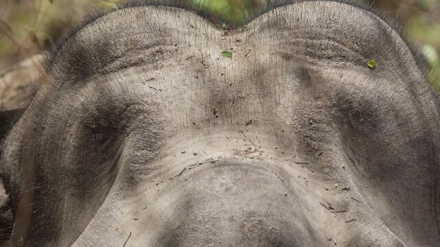 Close up detail of an Asian elephant forehead showing skin texture wrinkles and ears in natural surroundings.