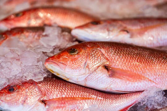 Fresh fish on ice. Fresh snapper with scales. Fresh catch on crushed ice. Fresh seafood closeup.