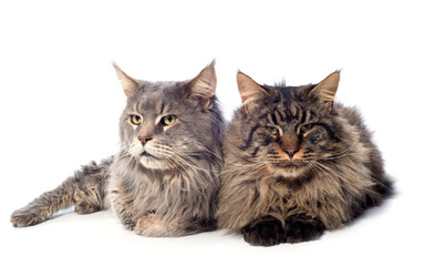Fototapeta premium maine coon cats