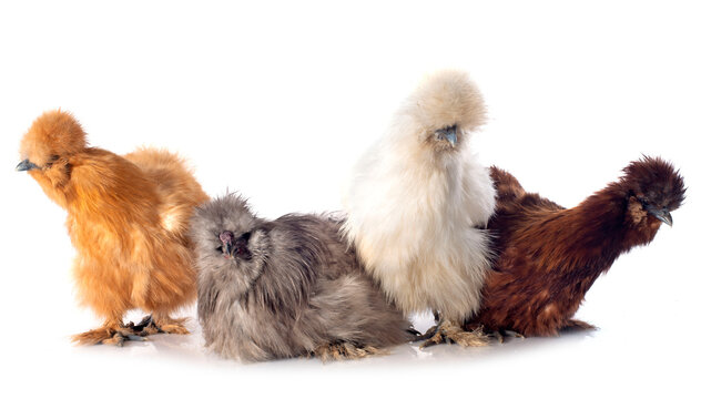 young Silkies in studio