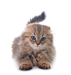 highland fold kitten in studio © cynoclub