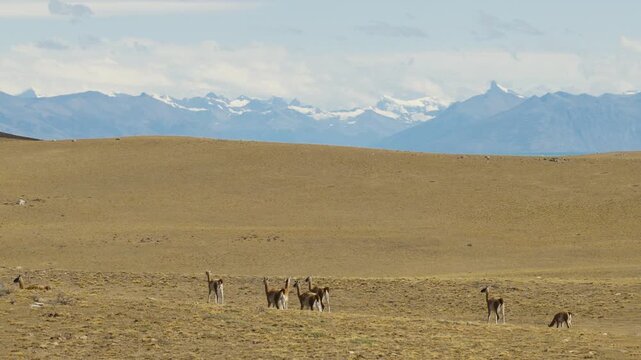 Guanaco herd (Lama guanicoe) occupies arid Patagonian steppe near El Chalt&eacute;n, Santa Cruz, Argentina, beneath the Southern Patagonian Andes, drone lateral slide shot.